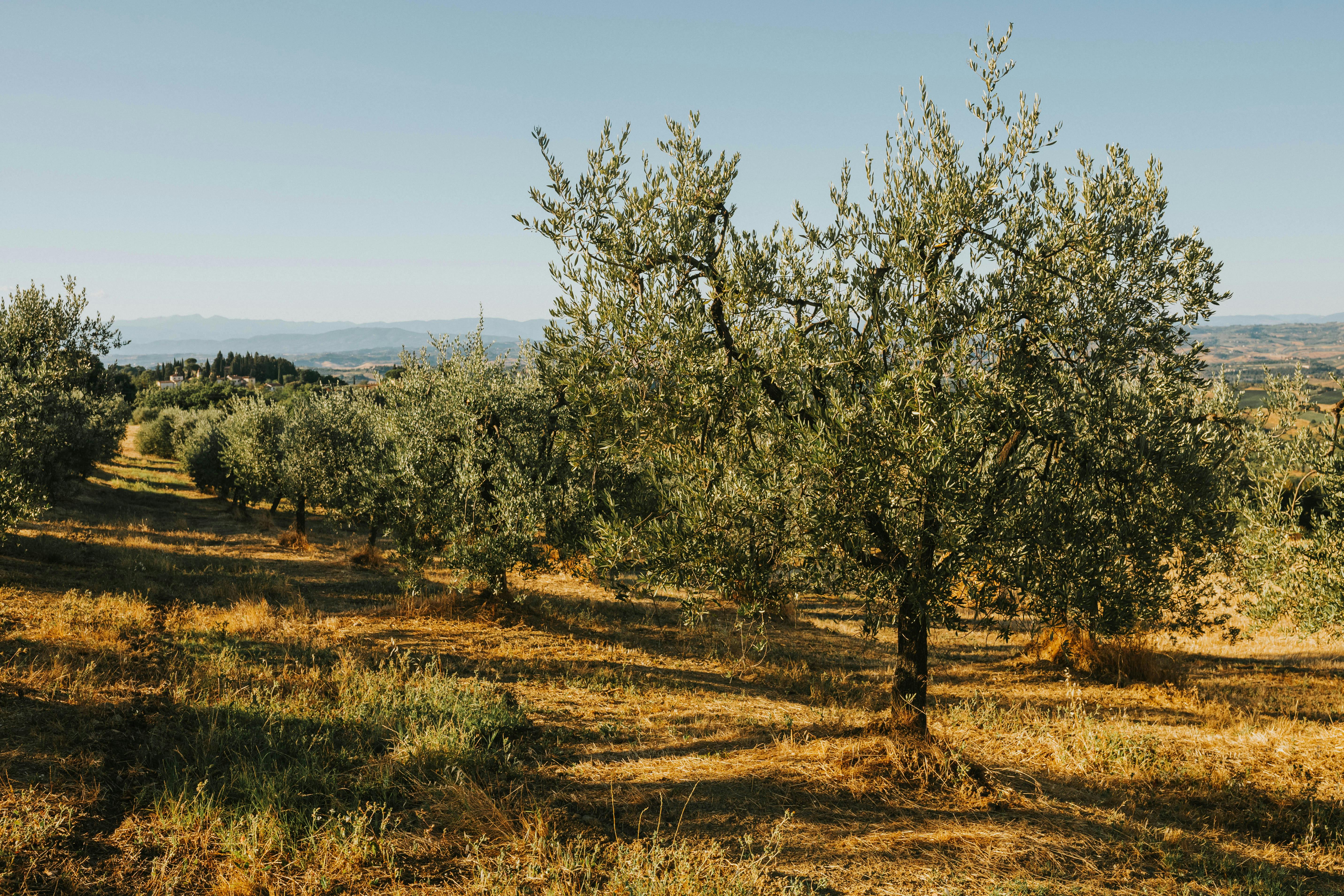 Degustazione olio d'oliva